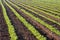 Green Crops in a Field