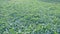 Green crops with frost in winter morning, frost melting at sunrise, time-lapse, dolly shot