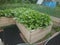 Green crops on high garden bed