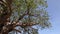 Green crown of a large African tree Babobab. The amazing nature of Africa. Green leaves and powerful branches of a huge tree.