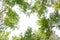 Green crown trees view from below isolated white background. Green crown of trees against the sky. View of the sky through the