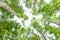 Green crown trees view from below isolated white background. Green crown of trees against the sky. View of the sky through the