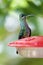 Green-crowned Brilliant  Female 810787