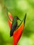 Green-crowned Brilliant - Heliodoxa jacula large, robust hummingbird that is a resident breeder in the highlands from Costa Rica