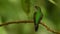 Green-crowned Brilliant - Heliodoxa jacula large, robust hummingbird that is a resident breeder in the highlands from Costa Rica t