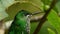 Green-crowned Brilliant - Heliodoxa jacula large, robust hummingbird that is a resident breeder in the highlands from Costa Rica t