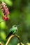 Green-crowned Brilliant Heliodoxa jacula sitting on branch, mountain tropical forest, Waterfalls garden, Costa Rica, bird perching