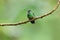 Green-Crowned Brilliant Hummingbird, Male