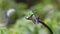 A Green-crowned Brilliant hummingbird from Monteverde, Costa Rica