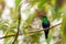 Green-crowned woodnymph sitting on branch, hummingbird from tropical forest,Ecuador,bird perching,tiny bird resting in rainforest,