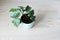 Green ctenanthe burle-marxii house plant and blue ceramic pot