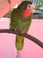 Green Cuban Amazon Parrot on perch