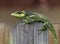 Green Cuban Knight Anole Crossing Wooden Fence