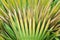 Green cuban petticoate palm leaves in nature garden