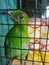 a green cucak bird in a cage is a native animal of Indonesia