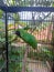 The green cucak bird is singing sweetly on a beautiful day