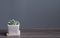 Green cucculent plant in white flower pot. Potted succulent house plants on wooden floor against grey wall. Minimal Green nature