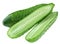 Green cucumber