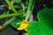 a green cucumber bush, with a small yellow flower, a small cucumber, large rough leaves