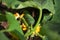 Green cucumber growing in the garden