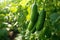 Green cucumber hanging at fresh branches in the morning