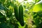 Green cucumber hanging at fresh branches in the morning