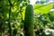 Green cucumber hanging at fresh branches in the morning