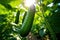 Green cucumber hanging at fresh branches in the morning