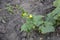 Green cucumber plants. Cucumbers grow in the open underground