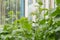 Green cucumber shoots with leaves