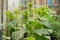 Green cucumber shoots with leaves