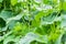 Green cucumber shoots with leaves in farmer greenhouse, young cucumber bushes