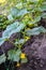 Green cucumber shoots with leaves in farmer greenhouse, young cucumber bushes with flowers and small foetus.