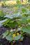 Green cucumber shoots with leaves in farmer greenhouse, young cucumber bushes with flowers and small foetus.