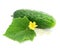 Green cucumber vegetable fruit with leafs isolated