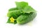 Green cucumber vegetable fruits with leafs