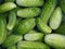 Green cucumbers. Garden plants and vegetables.