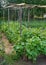 Green cucumbers growing in garden and tied with a rope