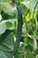 Green cucumbers growing in a greenhouse.