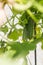 Green cucumbers growing in a greenhouse in bright daylight