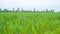 Green cultivated field of corn
