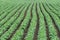 Green cultivated soy bean field in early summer