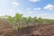 Green cultivated soy bean plant in field, spring time.