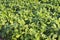 Green cultivated soy field