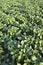 Green cultivated soy field