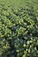 Green cultivated soy field