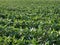 Green cultivated soybean field in late spring