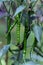 Green curly chili plant