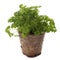 Green curly parsley