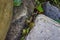 Green curly vine between the boulders